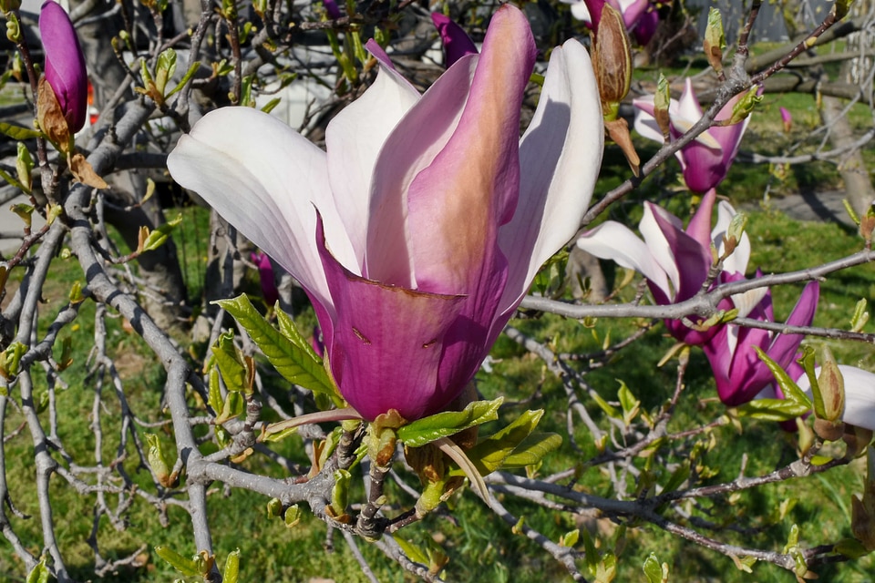 Tree flower magnolia