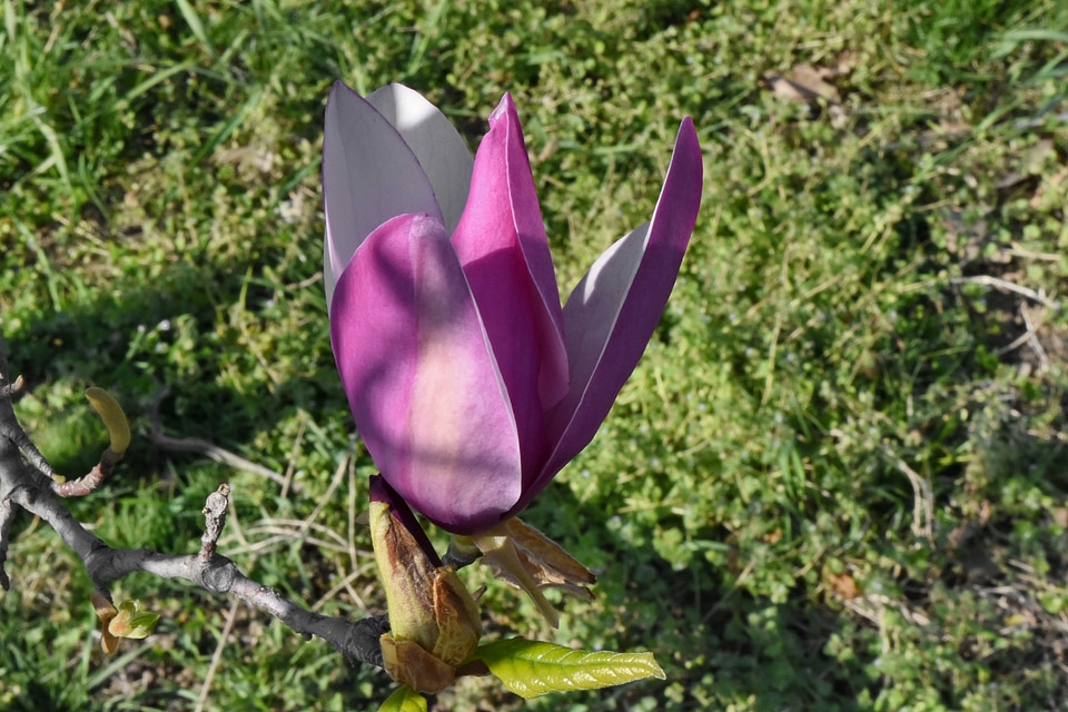 Garden spring time flower