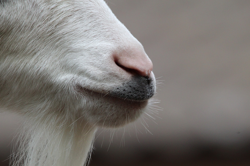 Close up animal mouth