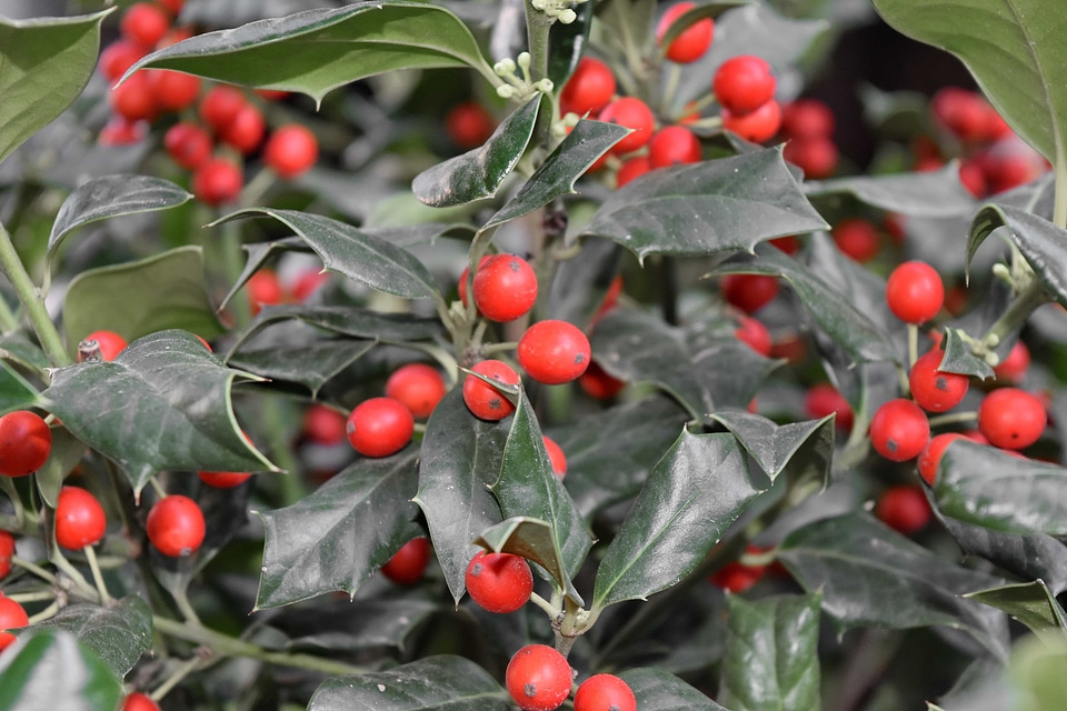Berry plant nature