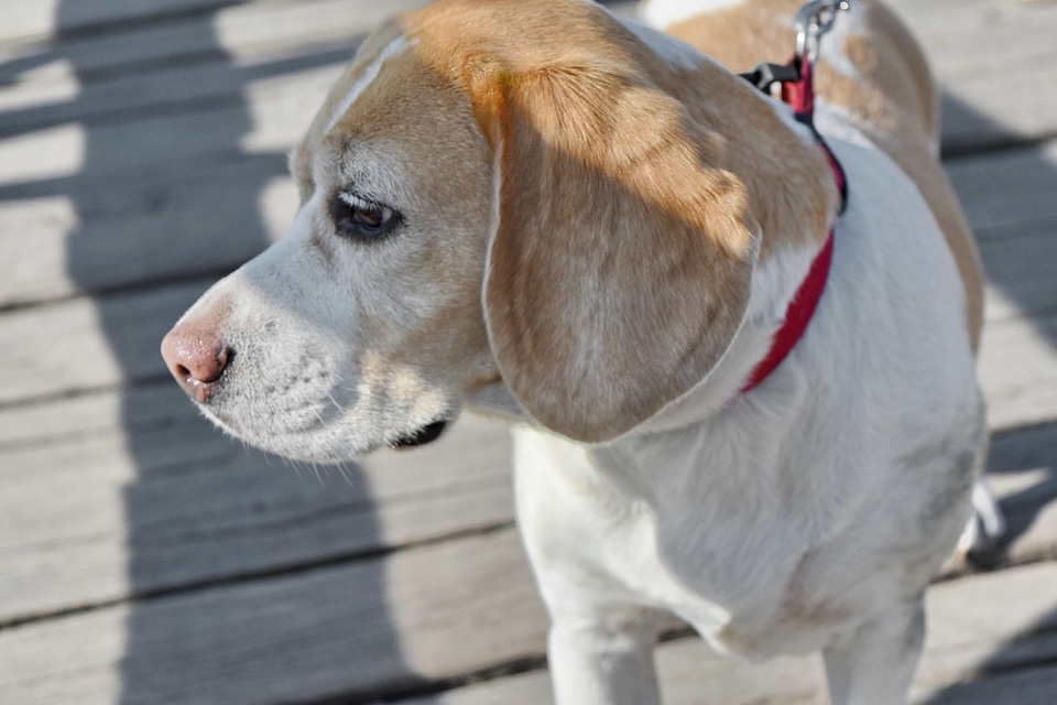Purebred shadow dog