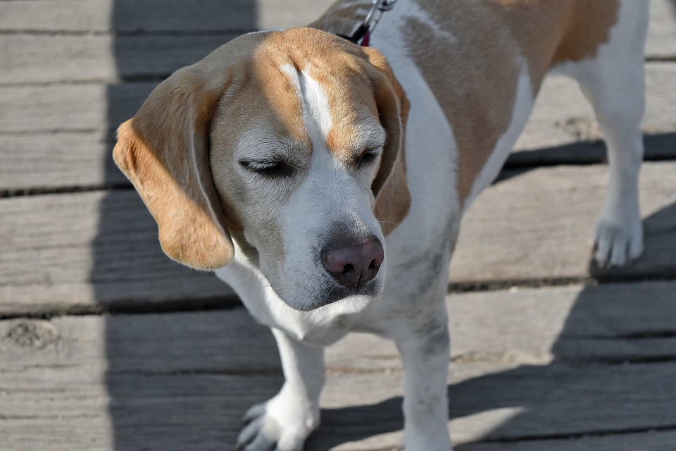 Dog hunting dog cute