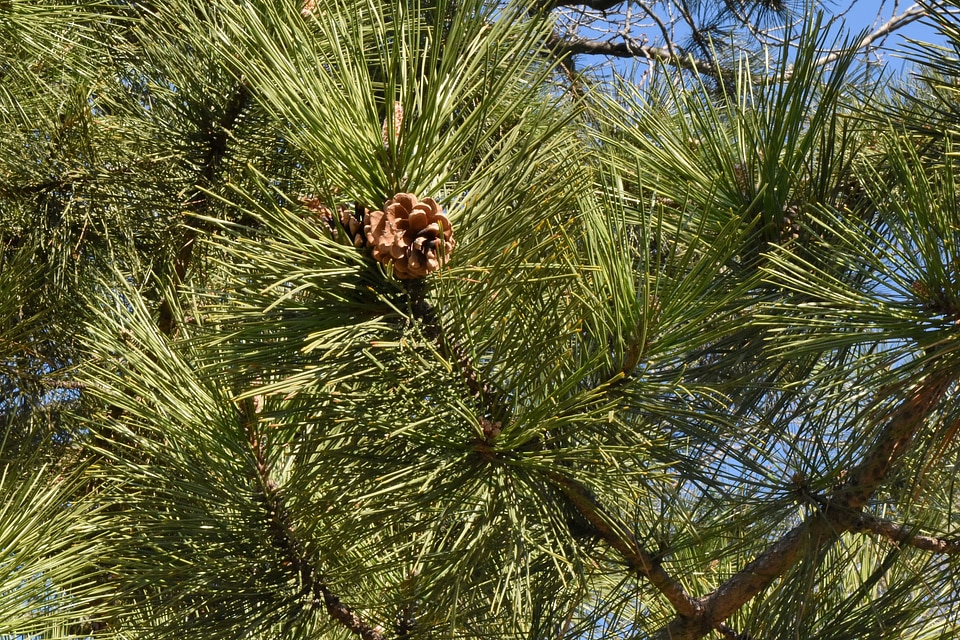 Tree plant evergreen