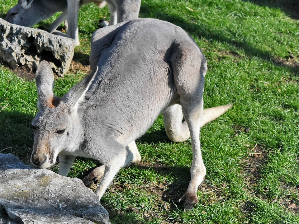 Nature kangaroo wildlife