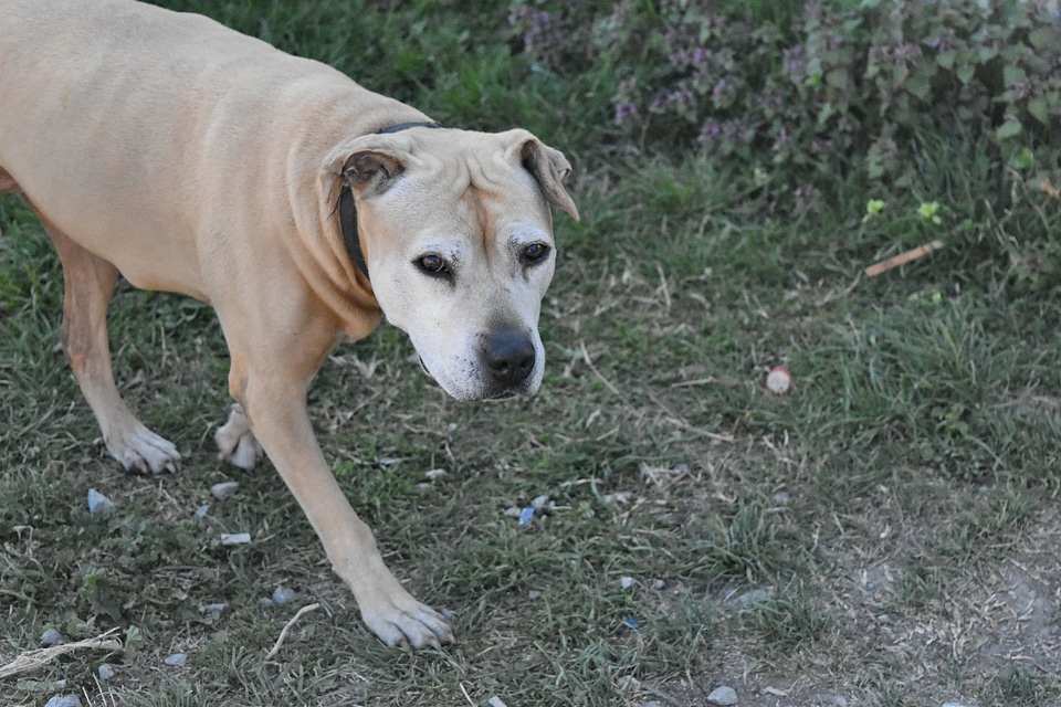 Puppy dog hunting dog