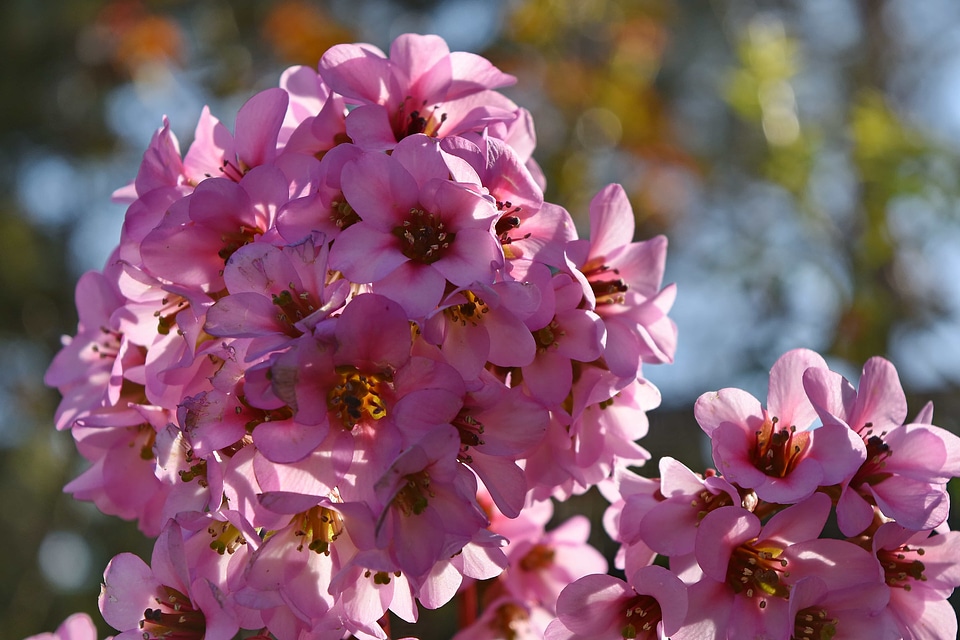 Flowers flower nature
