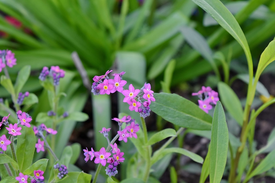Green Grass horticulture pink
