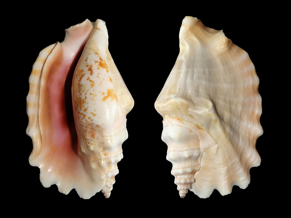Sinustrombus sinuatus strombidae seashell