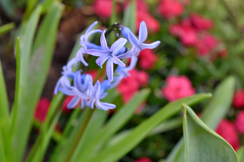 Blossom plant nature