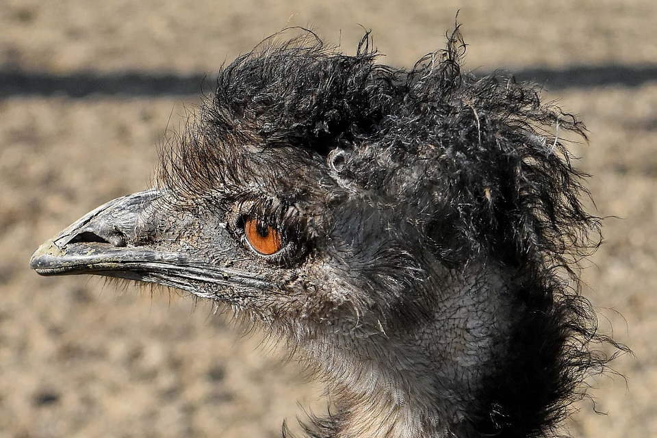 Head ostrich animal