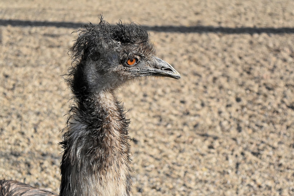 Ostrich animal avian