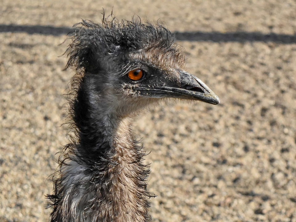 Africa ostrich animal