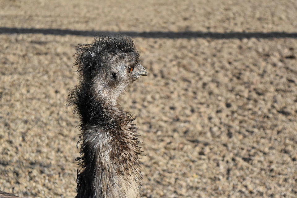 Ostrich animal avian