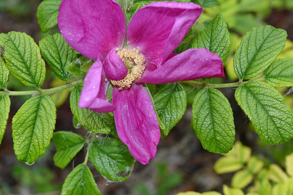 Dew nectar petal
