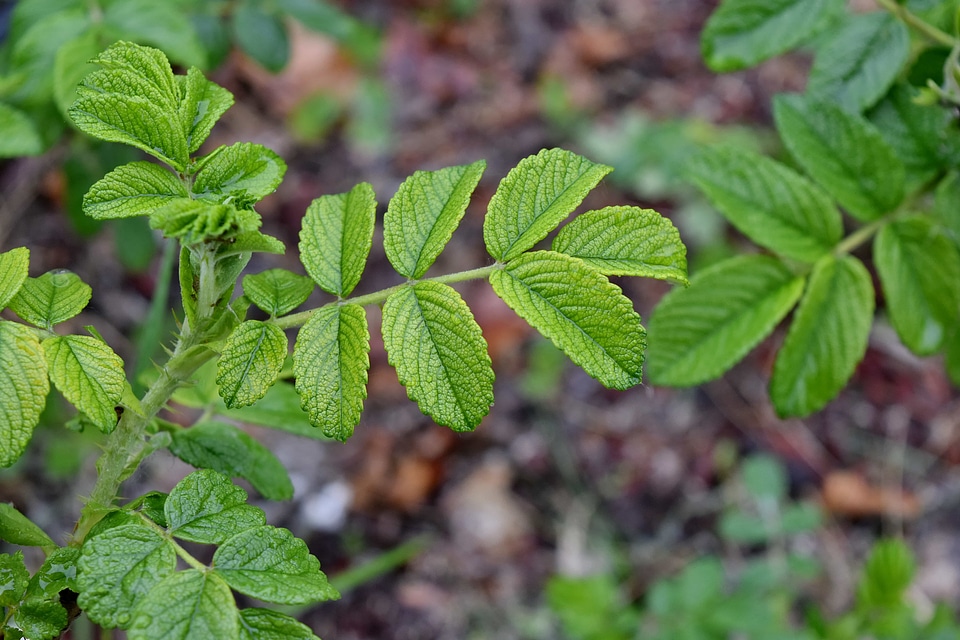 Flora nature leaf