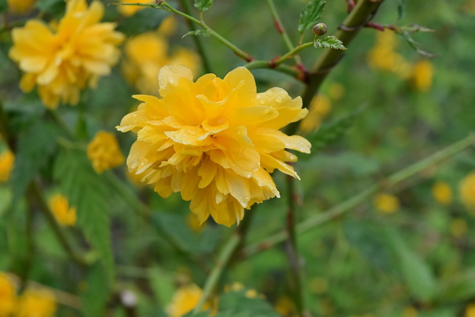 Yellow herb flora