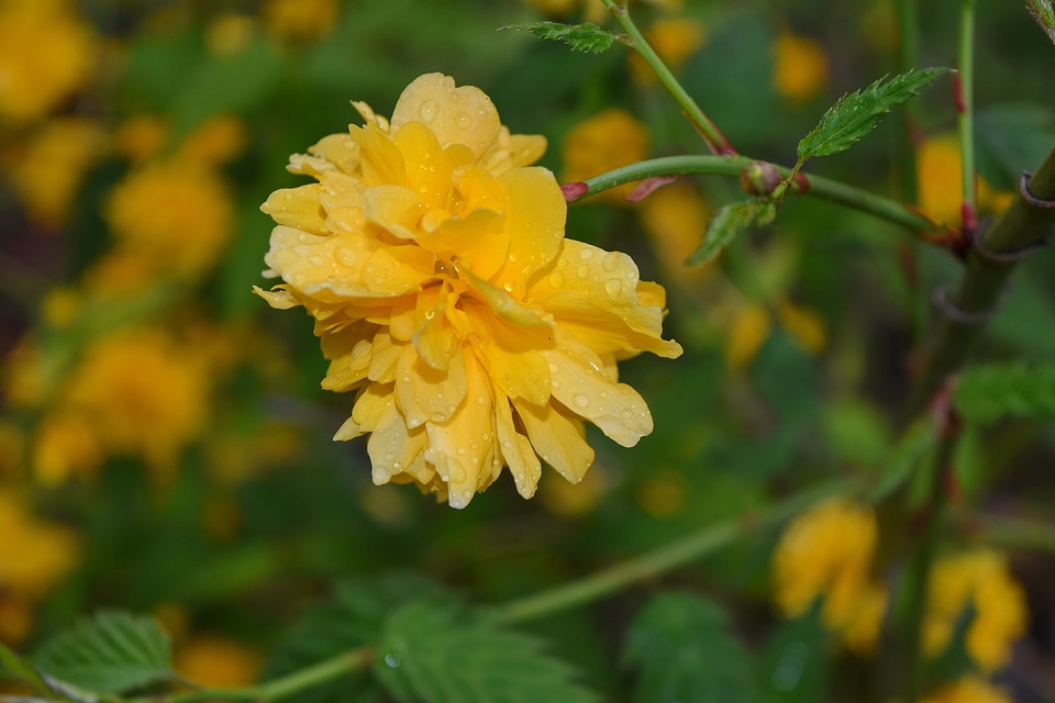 Yellow flora shrub