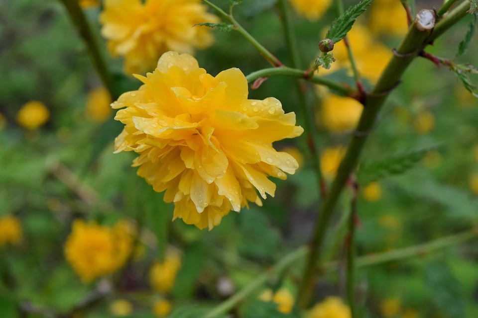 Flower leaf flora