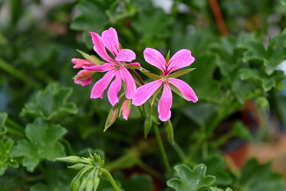 Flower Garden pinkish rain