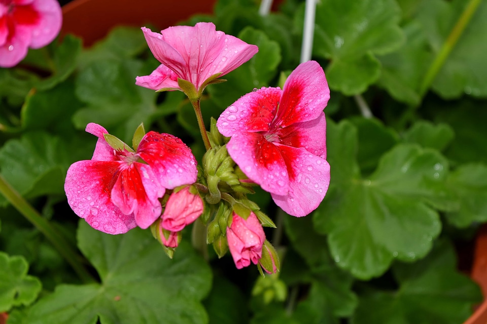 Geranium flower flora