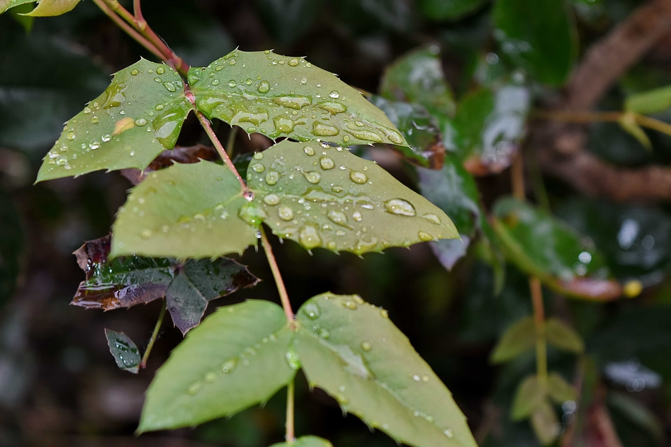 Dew moisture wet photo