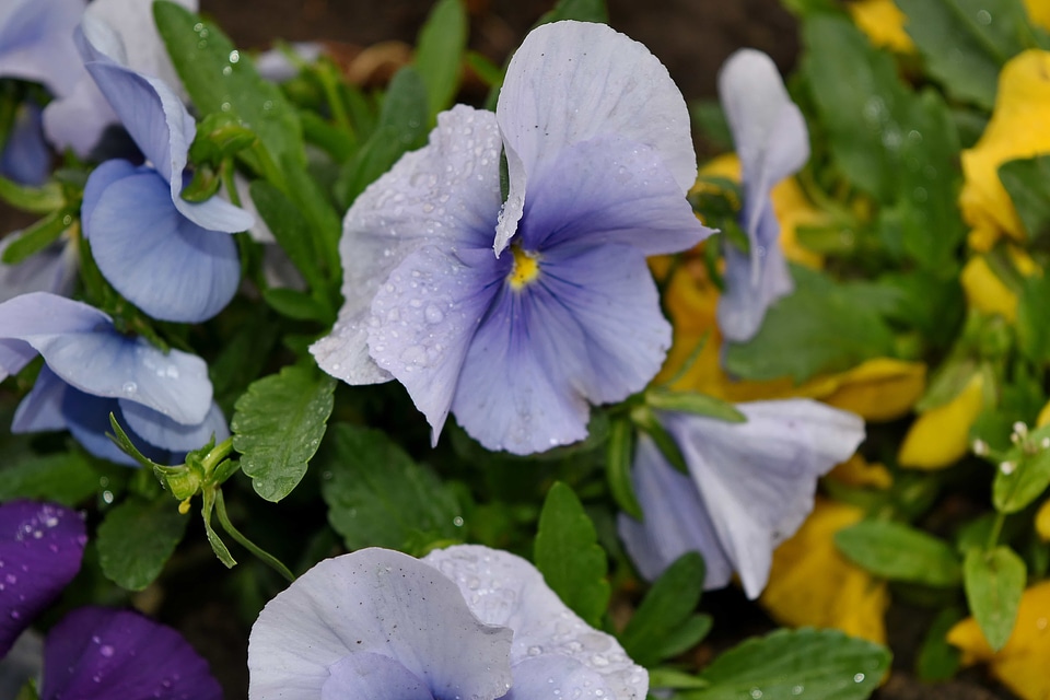Blue flower flora