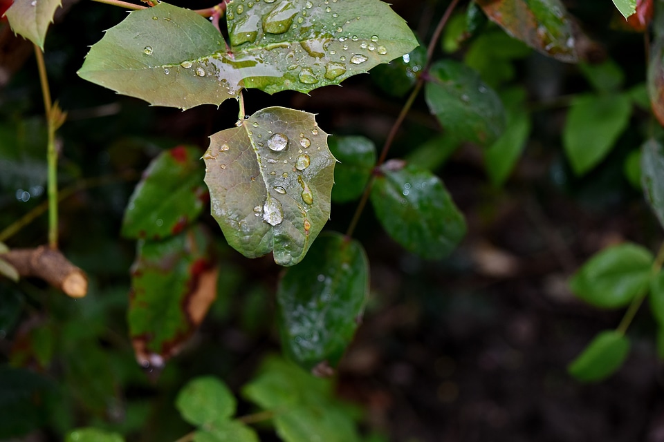 Moisture rain nature