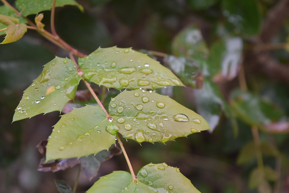Moisture flora nature