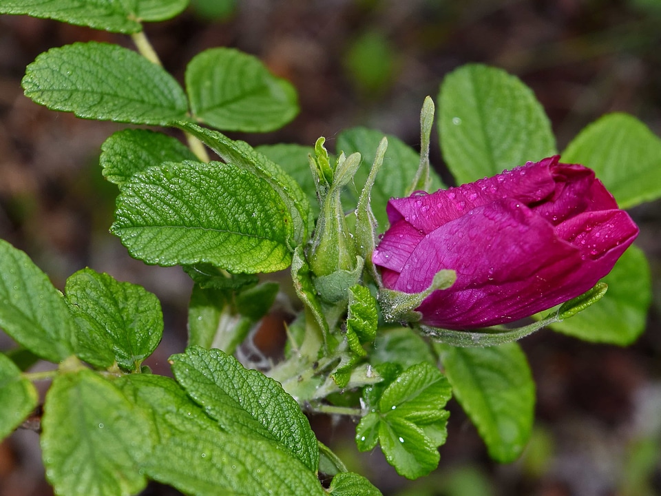 Dew rain rose