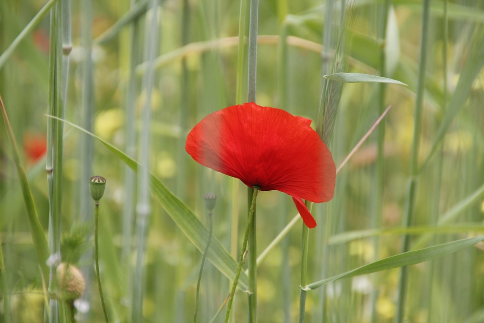 Meadow wild flowers summer