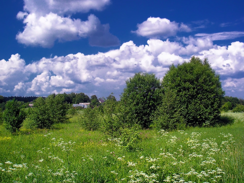 Trees summer spring