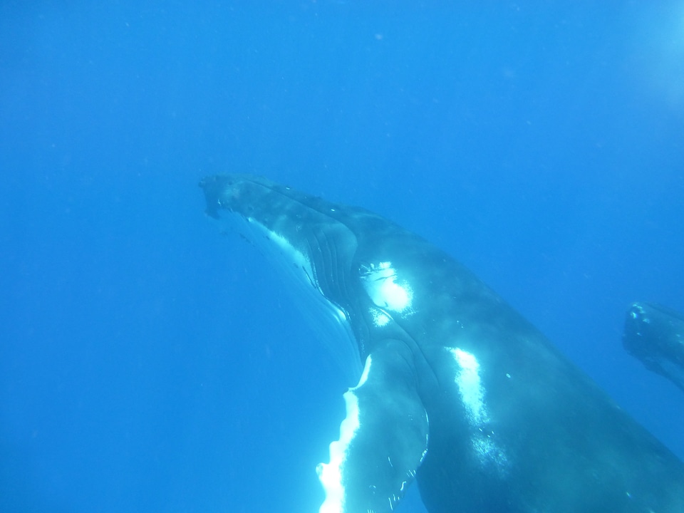 Marine mammal wildlife