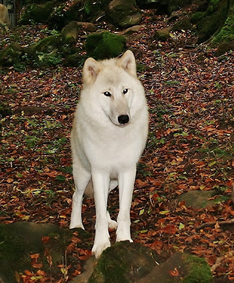 White wolf kasselburg germany