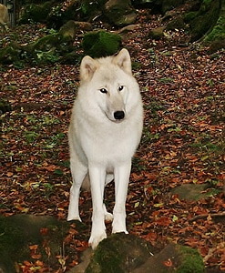 White wolf kasselburg germany photo