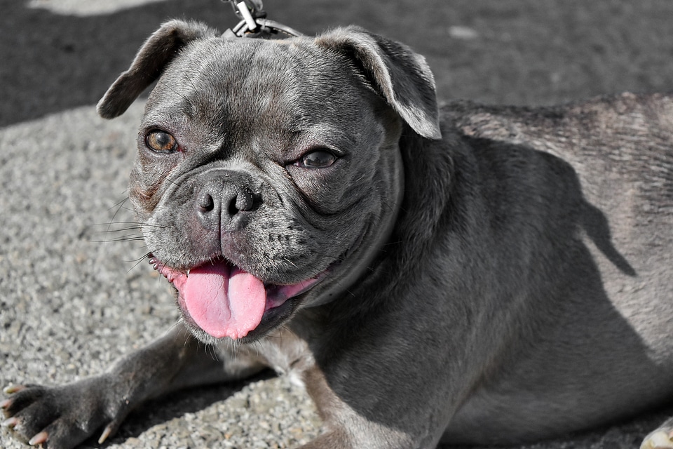 Head portrait purebred