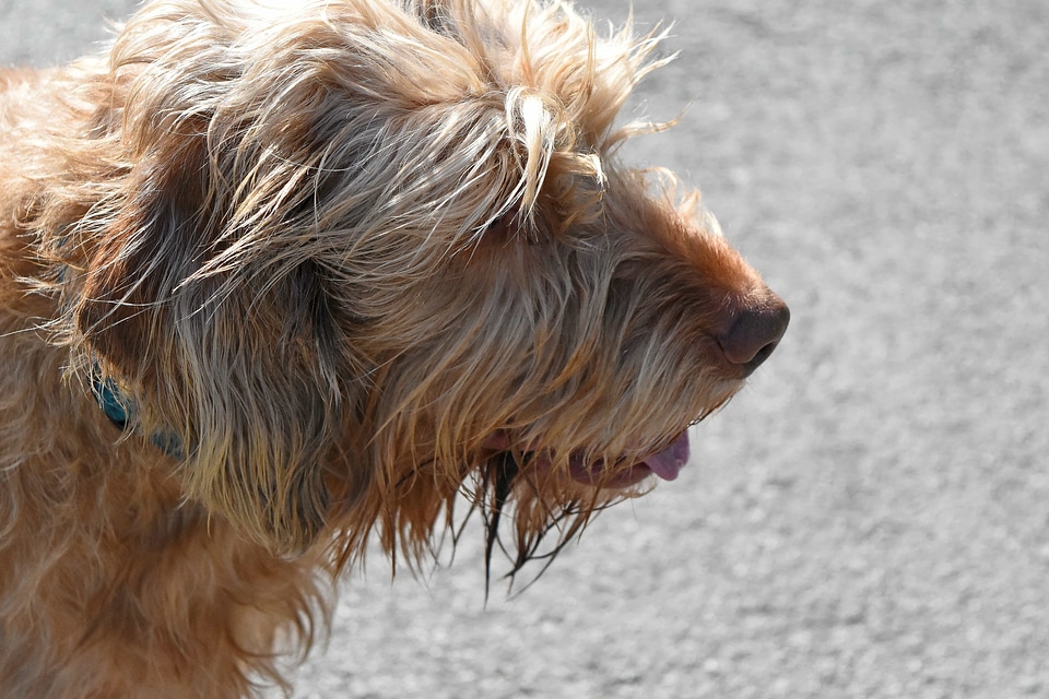 Shepherd Dog dog animal