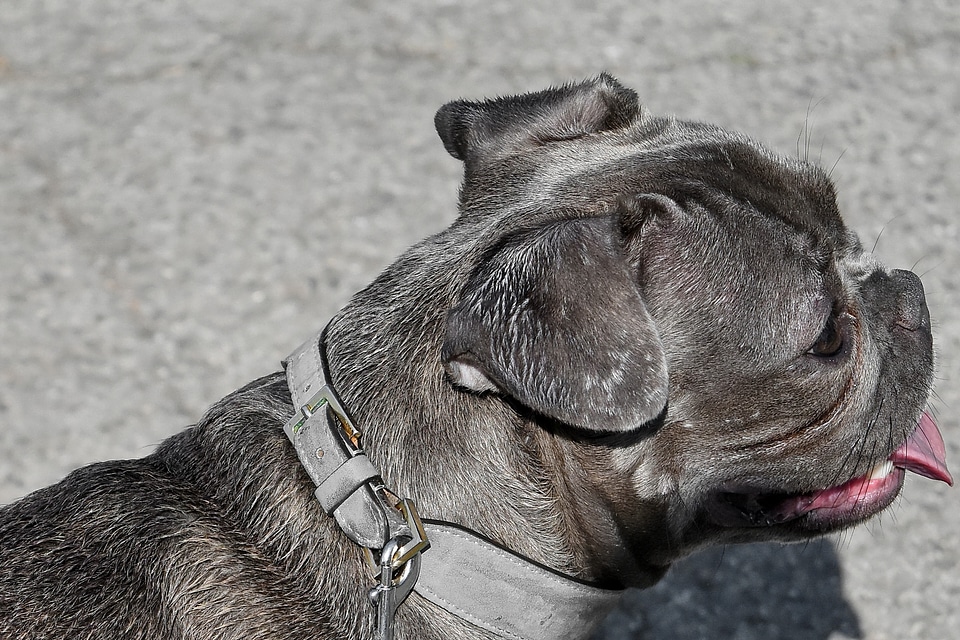 Mouth portrait canine
