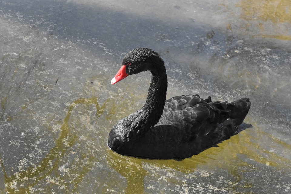Black water lake