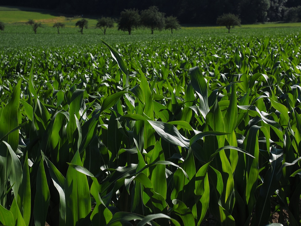 Corn leaves corn green