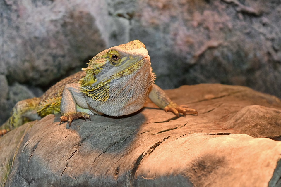 Lizard sunshine tropical