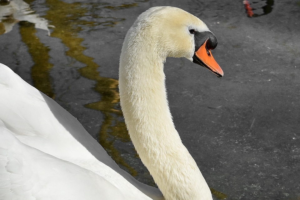 Head wildlife swan