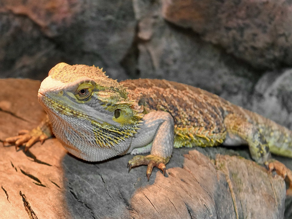 Animal color ecology
