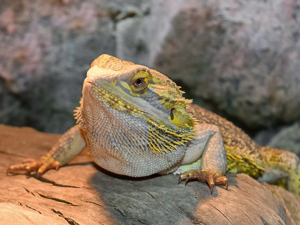 Camouflage head lizard