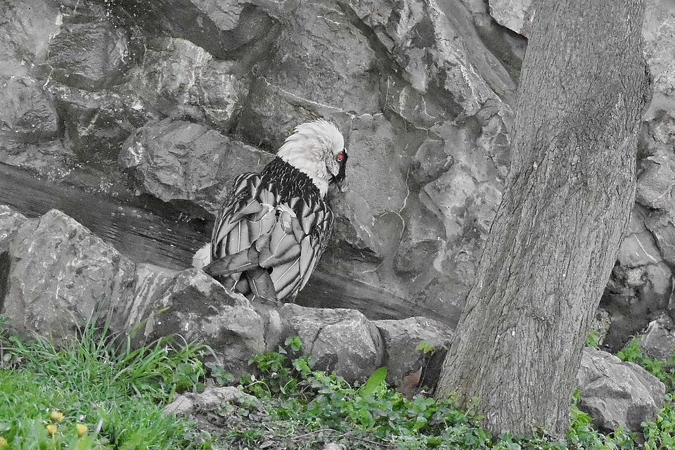 Eagle nature wildlife