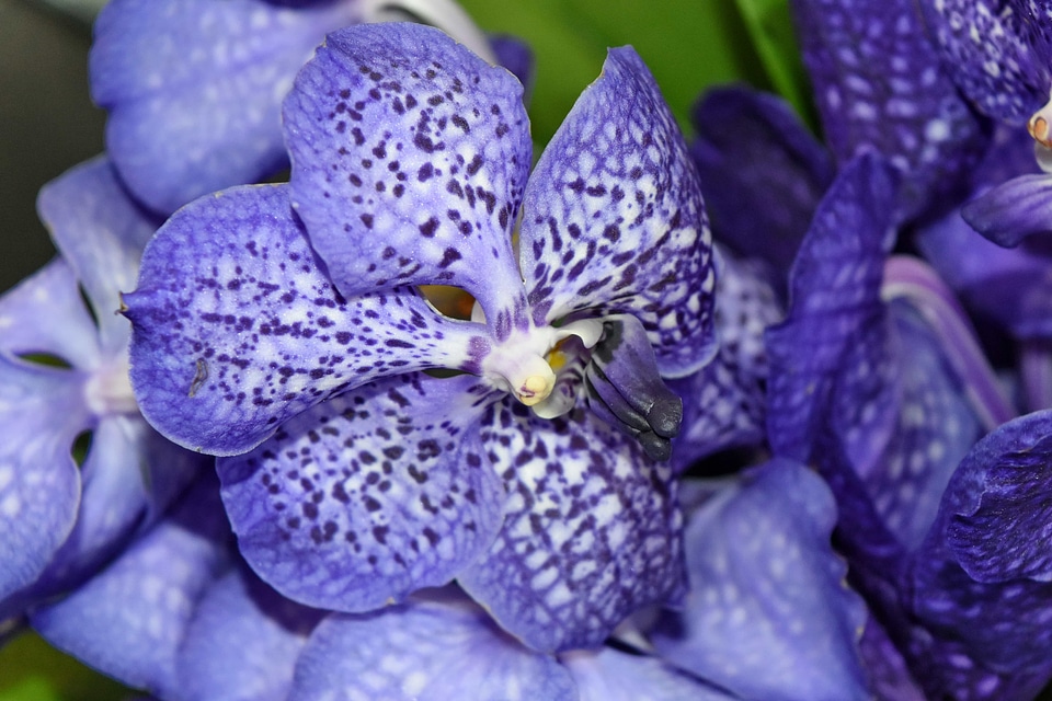 Orchid purplish tropical