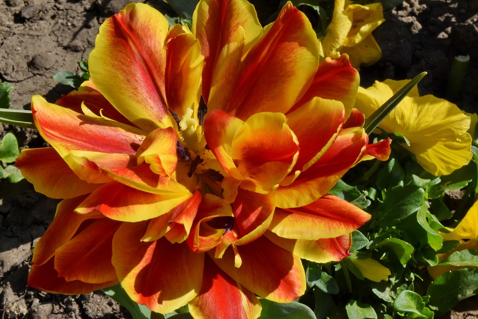 Tulips garden bouquet