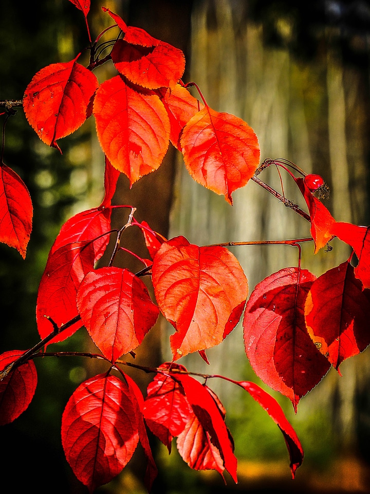 Leaves tree forest photo