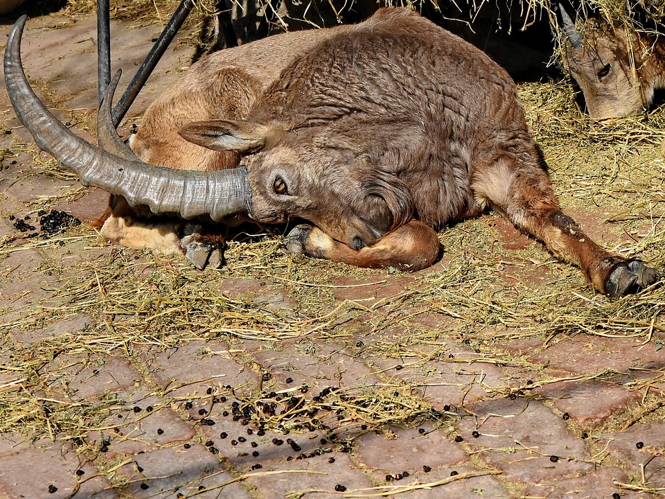 Goat horn livestock