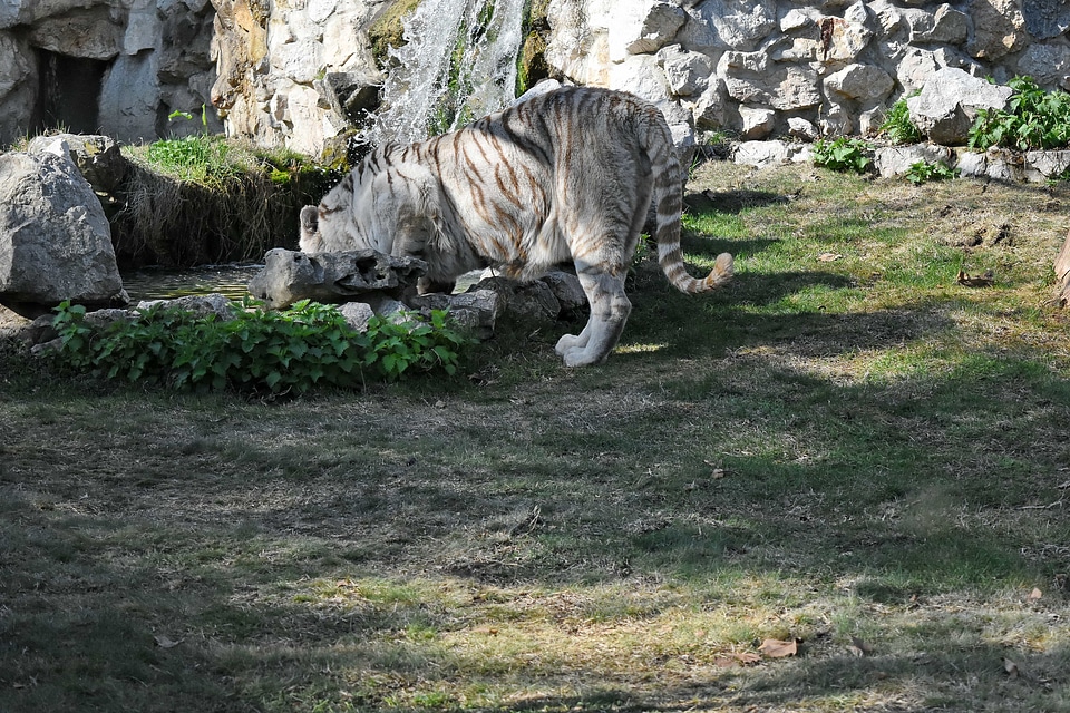 Albino bengal wilderness