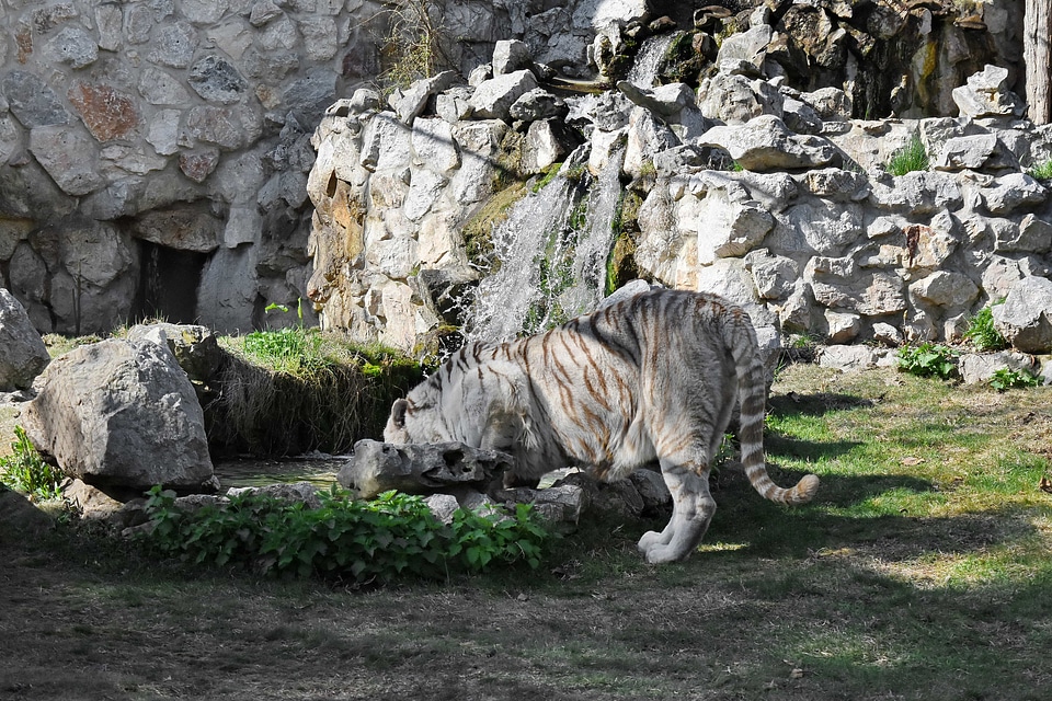 Albino bengal wildlife